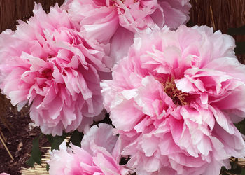 Close-up of pink flowers