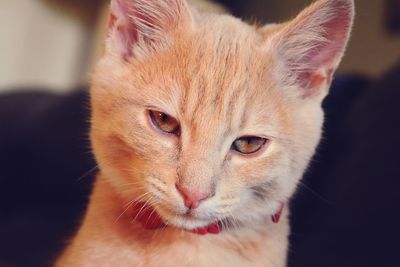 Close-up portrait of cat