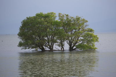 Tree by sea against sky