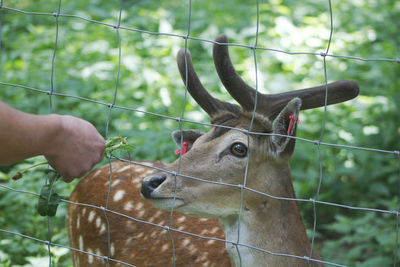 Close-up of hand eating giraffe