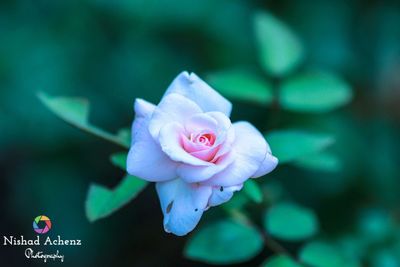 Close-up of pink rose