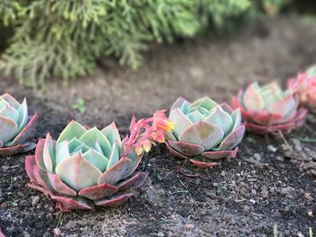 Close-up of succulent plant on field