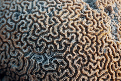 Full frame shot of coral