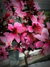 Close-up of pink flowers blooming on tree