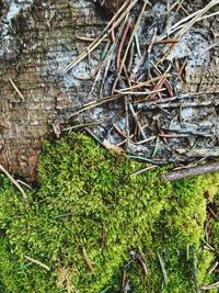 Plants growing on field