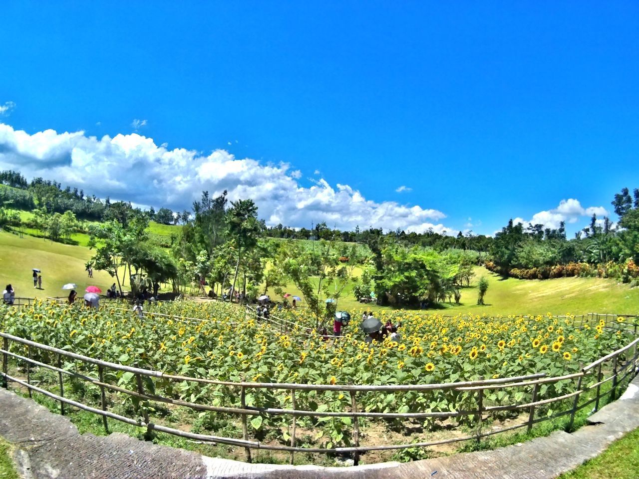 SCENIC VIEW OF TREES