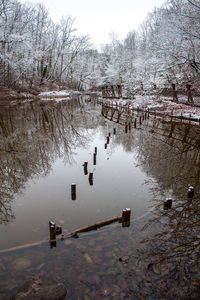 Reflection of trees in water