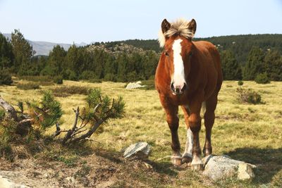 Portrait of horse standing on field against sky