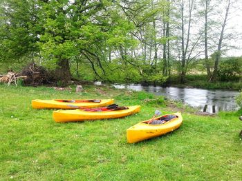 Kayaks moored on grassy riverbank against trees
