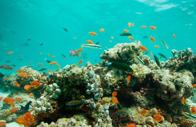 Fish swimming in sea