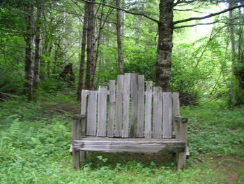 Trees in forest