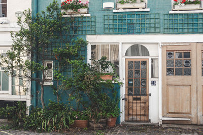 Plants growing outside house