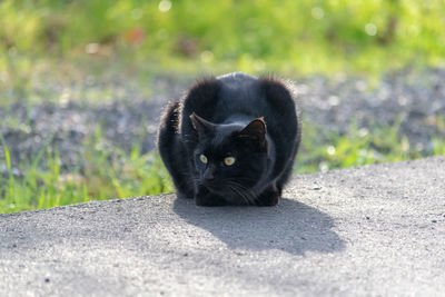 Portrait of a black cat