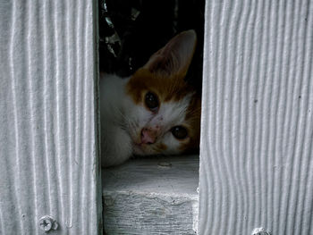 Close-up portrait of a cat