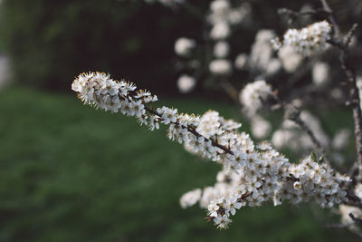 Close-up of cherry blossom on tree