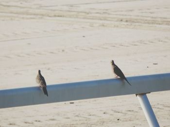 Bird perching on a beach