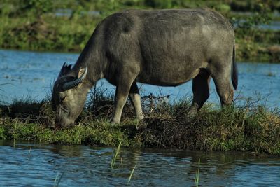 Side view of horse drinking water