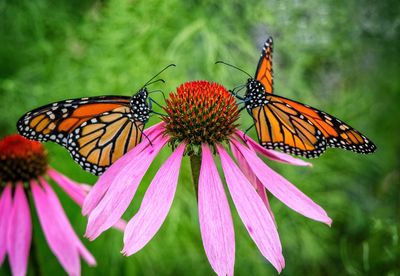 Close-up of butterflies on purple coneflower