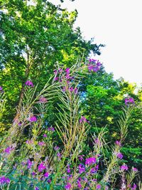 Low angle view of flower trees against clear sky