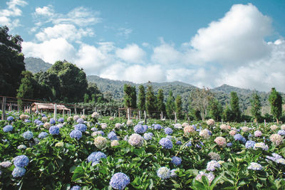 View of flowering plants against cloudy sky