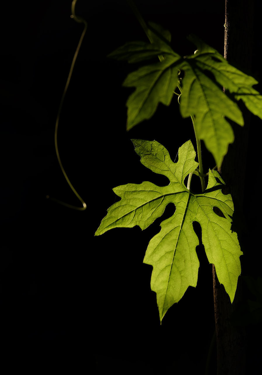 CLOSE-UP OF GREEN LEAVES ON BLACK BACKGROUND