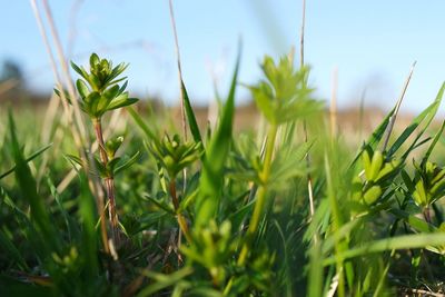 Close-up of fresh plants on field against sky