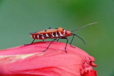 Close-up of insect on red flower