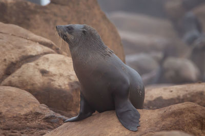 Close-up of seal