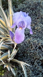 High angle view of purple crocus flowers on land