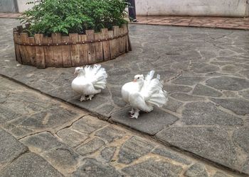 High angle view of birds on floor