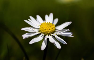 Close-up of white flower against blurred background