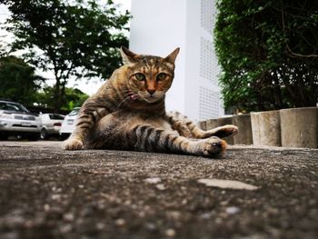 Cat lying down car