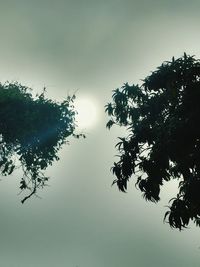 Silhouette trees against sky