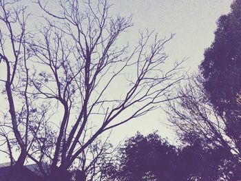 Low angle view of silhouette bare trees against clear sky