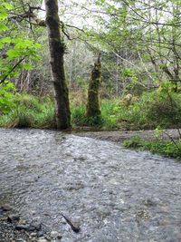 Trees in forest