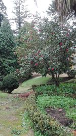 Plants growing on tree