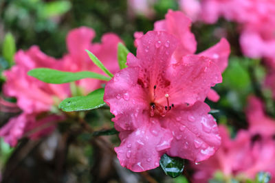 Close-up of wet pink flower blooming outdoors