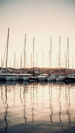 Sailboats in marina at sunset