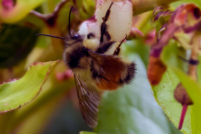 Close-up of insect on flower