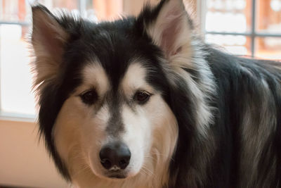 Close-up portrait of dog