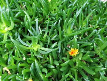 Close-up of plants