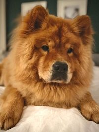 Close-up portrait of a dog looking away