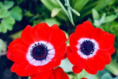 Close-up of red poppy