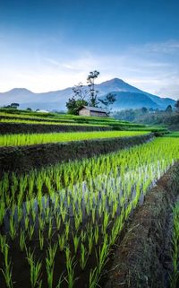 Scenic view of agricultural field against sky