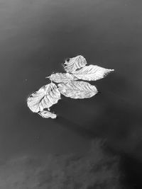 High angle view of leaf floating on water