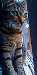 Close-up of a cat looking away