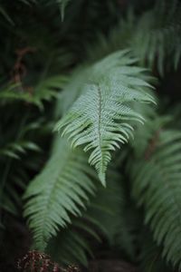 Close-up of fern leaves