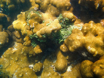 Full frame shot of coral swimming in water