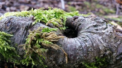 Close-up of tree trunk