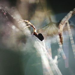 Close-up of insect on plant against blurred background